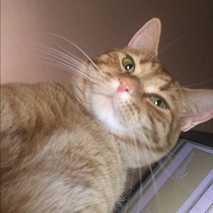 Meet your Posher, Sheila